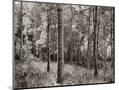 Wood Mount