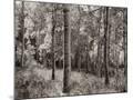 Wood Mount