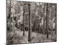 Wood Mount