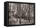 Canvas Black