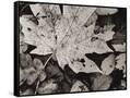Canvas Black
