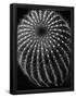 Essential Black