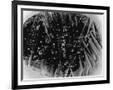 Gramercy Black