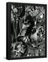 Essential Black