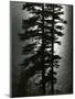 Wood Mount