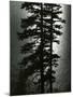 Wood Mount