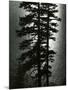 Wood Mount