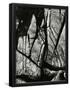 Essential Black