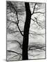 Wood Mount