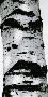 Laminate