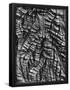 Essential Black