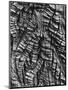 Wood Mount