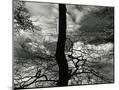Wood Mount