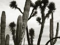 Untitled (Cactus and Joshua Trees, Mexico), c. 1967-1969 (b/w photo)-Brett Weston-Photographic Print