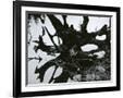 Gramercy Black
