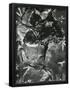 Essential Black