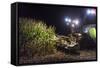 Breuberg, Hesse, Germany, Maize Harvest by Night-Bernd Wittelsbach-Framed Stretched Canvas