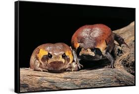 Breviceps Mossambicus (Flat-Face Frog, Mozambique Rain Frog)-Paul Starosta-Framed Stretched Canvas