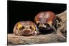 Breviceps Mossambicus (Flat-Face Frog, Mozambique Rain Frog)-Paul Starosta-Stretched Canvas