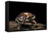 Breviceps Mossambicus (Flat-Face Frog, Mozambique Rain Frog)-Paul Starosta-Framed Stretched Canvas