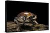 Breviceps Mossambicus (Flat-Face Frog, Mozambique Rain Frog)-Paul Starosta-Stretched Canvas