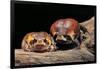 Breviceps Mossambicus (Flat-Face Frog, Mozambique Rain Frog)-Paul Starosta-Framed Photographic Print