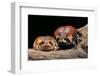 Breviceps Mossambicus (Flat-Face Frog, Mozambique Rain Frog)-Paul Starosta-Framed Photographic Print