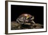 Breviceps Mossambicus (Flat-Face Frog, Mozambique Rain Frog)-Paul Starosta-Framed Photographic Print