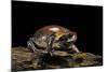 Breviceps Mossambicus (Flat-Face Frog, Mozambique Rain Frog)-Paul Starosta-Mounted Photographic Print