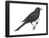 Brewer's Blackbird (Euphagus Cyanocephalus), Birds-Encyclopaedia Britannica-Framed Poster