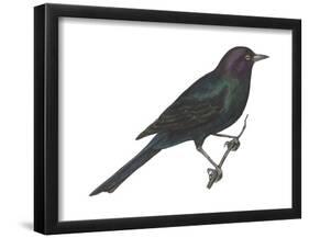 Brewer's Blackbird (Euphagus Cyanocephalus), Birds-Encyclopaedia Britannica-Framed Poster