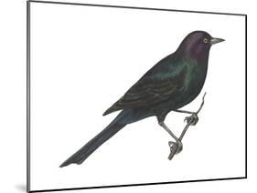 Brewer's Blackbird (Euphagus Cyanocephalus), Birds-Encyclopaedia Britannica-Mounted Poster