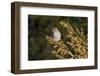 Brewer's Sparrow at Sam Nail Ranch, Big Bend National Park, Texas, USA-Bernard Friel-Framed Photographic Print