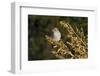 Brewer's Sparrow at Sam Nail Ranch, Big Bend National Park, Texas, USA-Bernard Friel-Framed Photographic Print