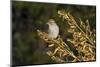 Brewer's Sparrow at Sam Nail Ranch, Big Bend National Park, Texas, USA-Bernard Friel-Mounted Photographic Print