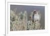 Brewer's Sparrow, Sage-brush habitat-Ken Archer-Framed Photographic Print