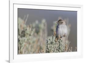 Brewer's Sparrow, Sage-brush habitat-Ken Archer-Framed Photographic Print