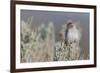 Brewer's Sparrow, Sage-brush habitat-Ken Archer-Framed Photographic Print