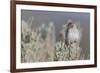 Brewer's Sparrow, Sage-brush habitat-Ken Archer-Framed Photographic Print