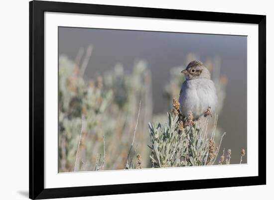 Brewer's Sparrow, Sage-brush habitat-Ken Archer-Framed Photographic Print