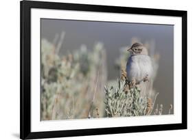 Brewer's Sparrow, Sage-brush habitat-Ken Archer-Framed Photographic Print