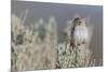 Brewer's Sparrow, Sage-brush habitat-Ken Archer-Mounted Photographic Print