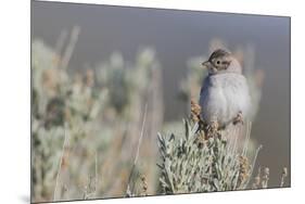 Brewer's Sparrow, Sage-brush habitat-Ken Archer-Mounted Photographic Print