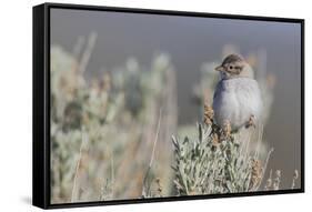 Brewer's Sparrow, Sage-brush habitat-Ken Archer-Framed Stretched Canvas