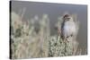 Brewer's Sparrow, Sage-brush habitat-Ken Archer-Stretched Canvas