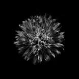 Black And White Daisy IV-Brian Carson-Photo