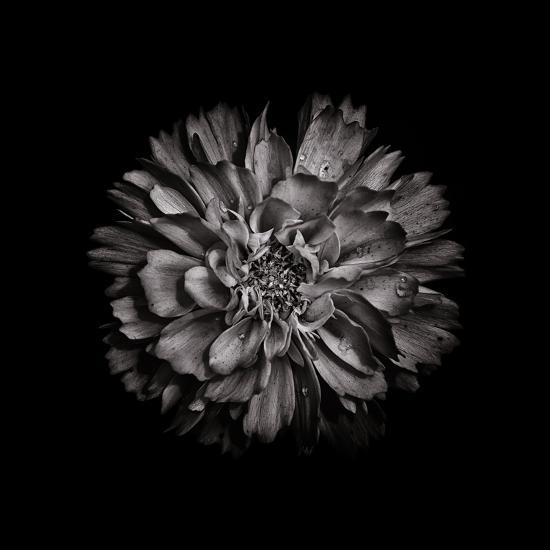 Photo, , large