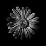 Black And White Daisy IV-Brian Carson-Photo