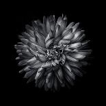 Black And White Petunia IV-Brian Carson-Photo