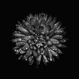 Black And White Begonia II-Brian Carson-Photo